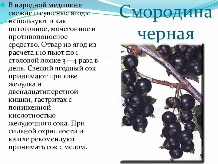 Смородина черная В народной медицине свежие и сушеные ягоды используют и как потогонное,