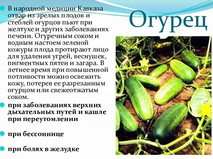 Огурец В народной медицин Кавказа отвар из зрелых плодов и стеблей огурцов пьют
