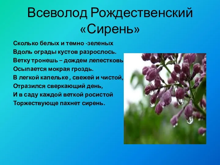 Всеволод Рождественский «Сирень» Сколько белых и темно -зеленых Вдоль ограды