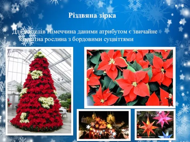 Різдвяна зірка Для жителів Німеччина даними атрибутом є звичайне кімнатна рослина з бордовими суцвіттями