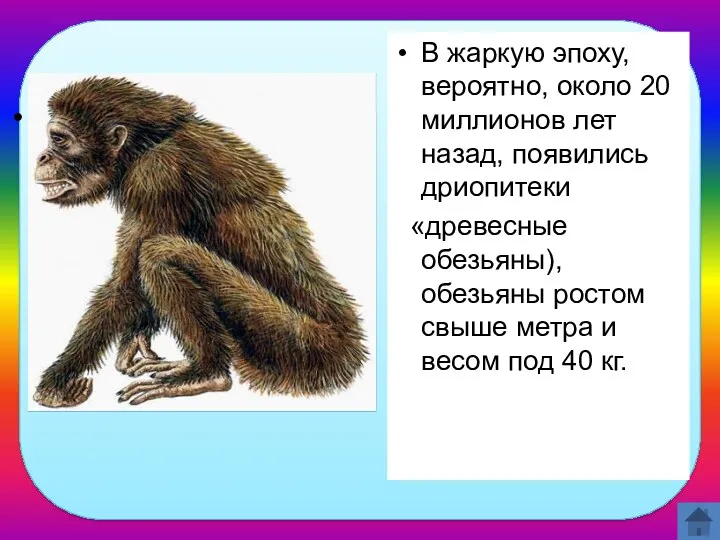 Кто такие дриопитеки? В жаркую эпоху, вероятно, около 20 миллионов