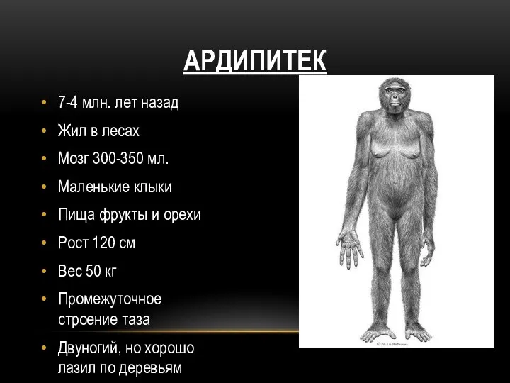 Ардипитек 7-4 млн. лет назад Жил в лесах Мозг 300-350 мл. Маленькие клыки