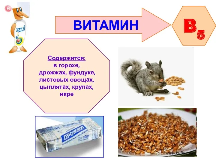 ВИТАМИН B5 Содержится: в горохе, дрожжах, фундуке, листовых овощах, цыплятах, крупах, икре