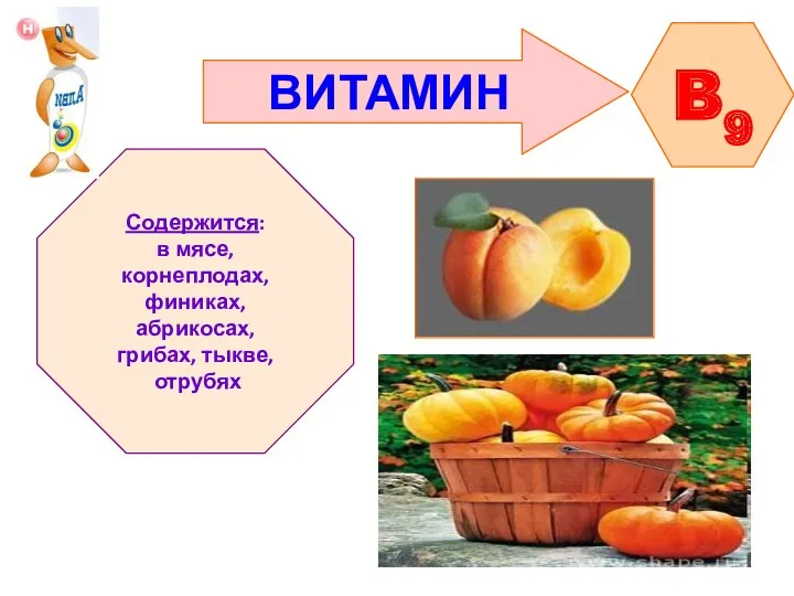 ВИТАМИН B9 Содержится: в мясе, корнеплодах, финиках, абрикосах, грибах, тыкве, отрубях