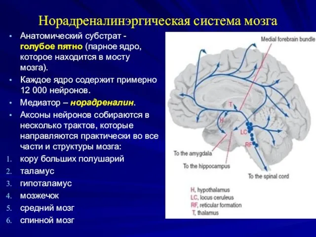 Норадреналинэргическая система мозга Анатомический субстрат - голубое пятно (парное ядро, которое находится в