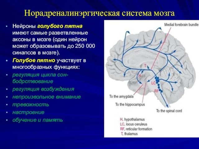 Норадреналинэргическая система мозга Нейроны голубого пятна имеют самые разветвленные аксоны в мозге (один