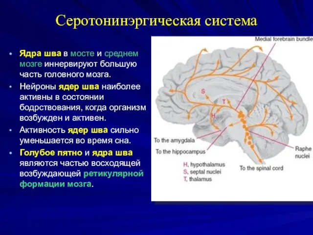 Серотонинэргическая система Ядра шва в мосте и среднем мозге иннервируют большую часть головного