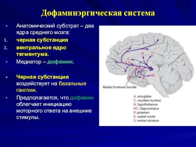 Дофаминэргическая система Анатомический субстрат – два ядра среднего мозга: черная субстанция вентральное ядро