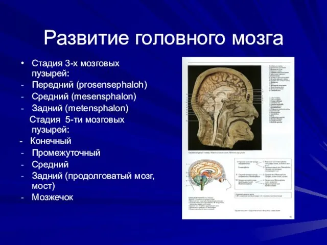 Развитие головного мозга Стадия 3-х мозговых пузырей: Передний (prosensephaloh) Средний (mesensphalon) Задний (metensphalon)