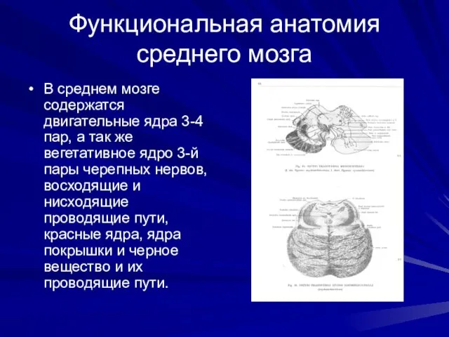 Функциональная анатомия среднего мозга В среднем мозге содержатся двигательные ядра