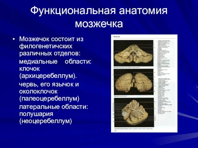 Функциональная анатомия мозжечка Мозжечок состоит из филогенетичских различных отделов: медиальные области: клочок (архицеребеллум).
