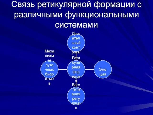 Связь ретикулярной формации с различными функциональными системами