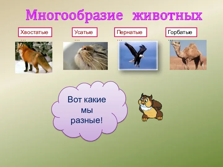 Многообразие животных Хвостатые… Горбатые… Прыгаем… Усатые… Пернатые… Вот какие мы разные!