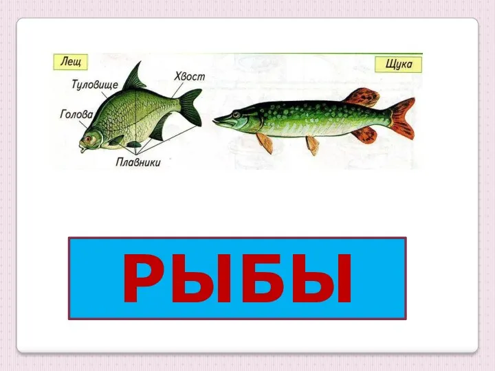 РЫБЫ