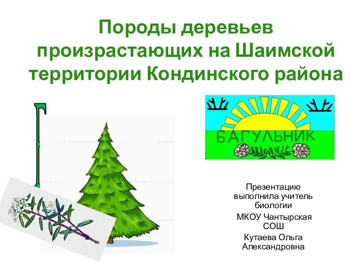 презентация Породы деревьев произрастающие на Шаимской территории
