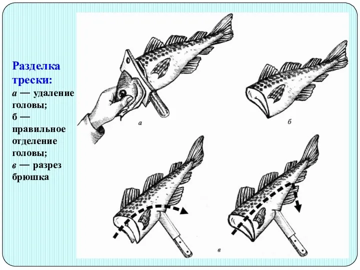 Разделка трески: а — удаление головы; б — правильное отделение головы; в — разрез брюшка