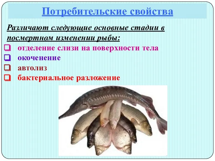 Потребительские свойства Различают следующие основные стадии в посмертном изменении рыбы: отделение слизи на
