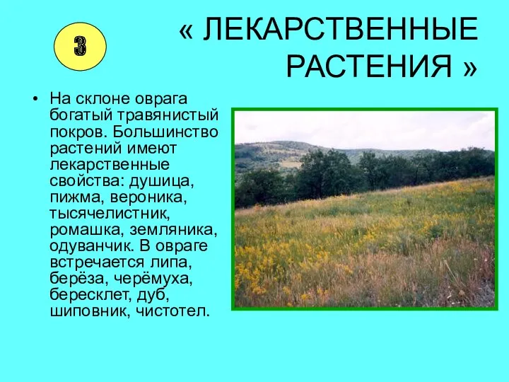 « ЛЕКАРСТВЕННЫЕ РАСТЕНИЯ » На склоне оврага богатый травянистый покров. Большинство растений имеют