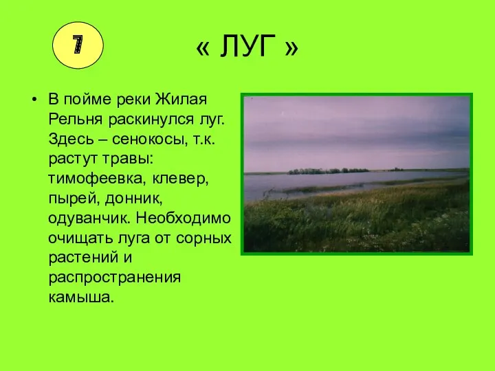 « ЛУГ » В пойме реки Жилая Рельня раскинулся луг. Здесь – сенокосы,