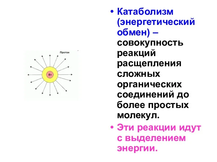 Катаболизм (энергетический обмен) – совокупность реакций расщепления сложных органических соединений