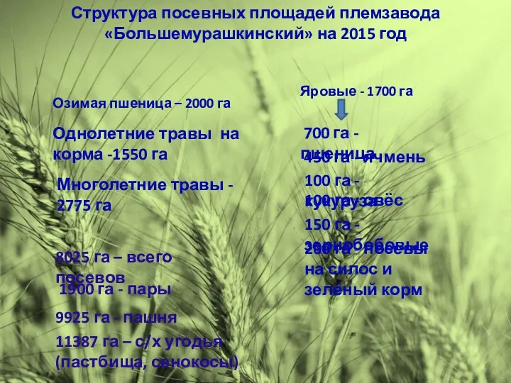 Озимая пшеница – 2000 га Структура посевных площадей племзавода «Большемурашкинский» на 2015 год