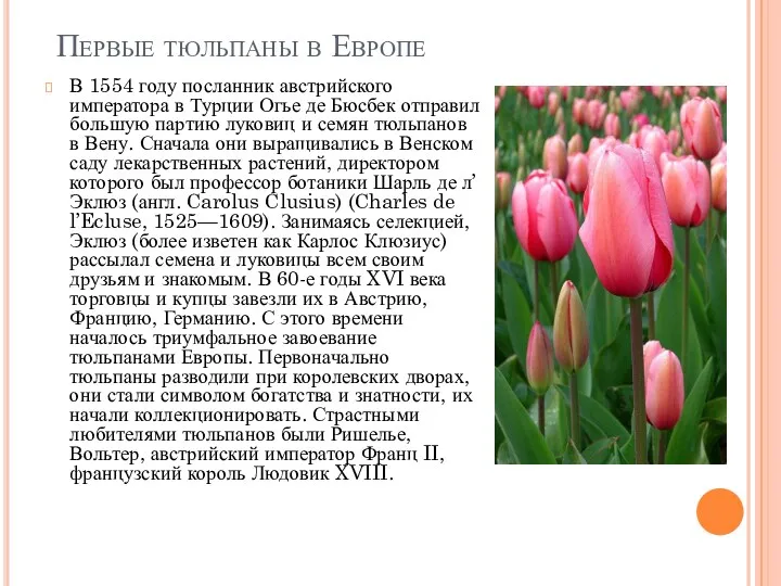 Первые тюльпаны в Европе В 1554 году посланник австрийского императора