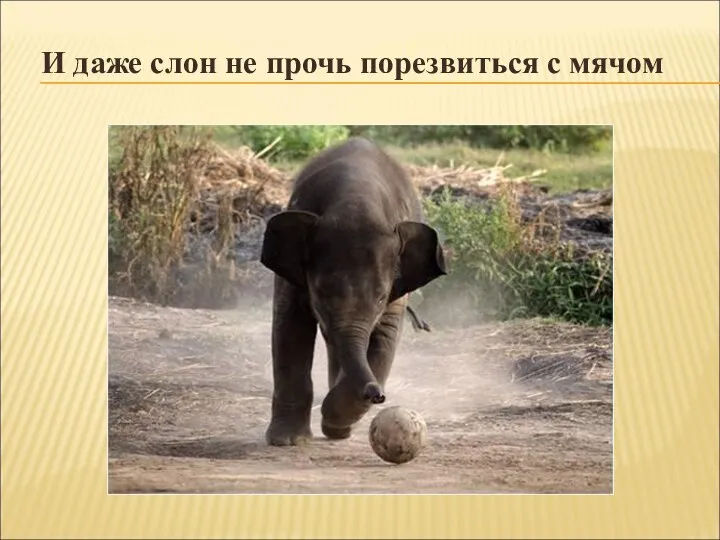 И даже слон не прочь порезвиться с мячом