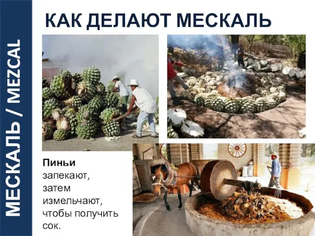 МЕСКАЛЬ / MEZCAL Пиньи запекают, затем измельчают, чтобы получить сок. КАК ДЕЛАЮТ МЕСКАЛЬ