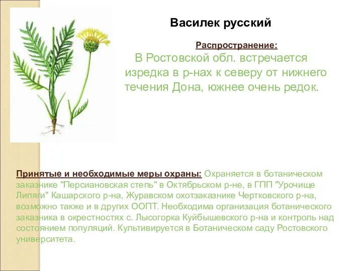 Василек русский Распространение: В Ростовской обл. встречается изредка в р-нах