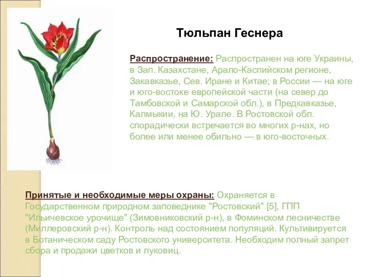 Тюльпан Геснера Распространение: Распространен на юге Украины, в Зап. Казахстане,