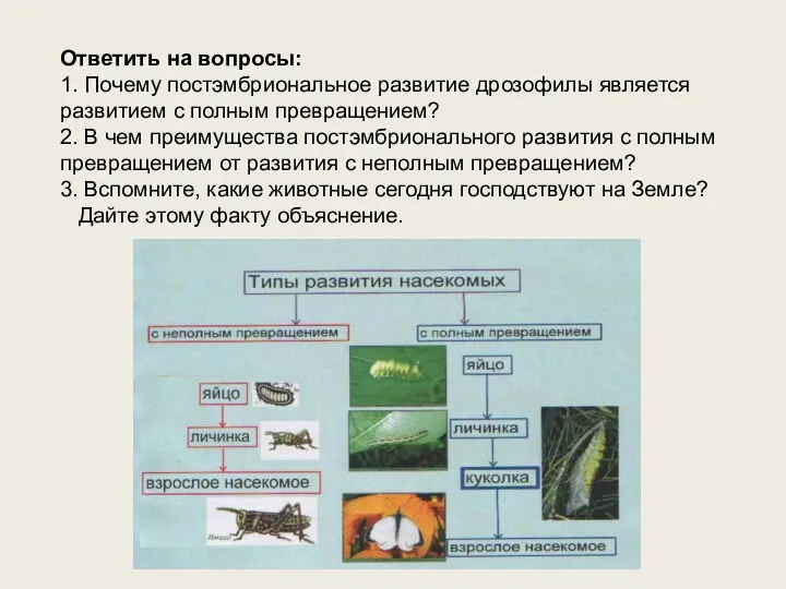 Ответить на вопросы: 1. Почему постэмбриональное развитие дрозофилы является развитием