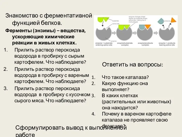 Знакомство с ферментативной функцией белков. Ферменты (энзимы) – вещества, ускоряющие химические реакции в