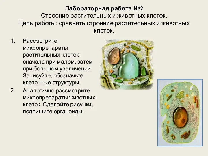 Лабораторная работа №2 Строение растительных и животных клеток. Цель работы: