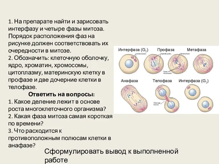 1. На препарате найти и зарисовать интерфазу и четыре фазы