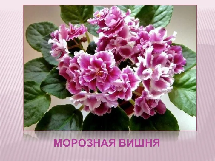 МОРОЗНАЯ ВИШНЯ