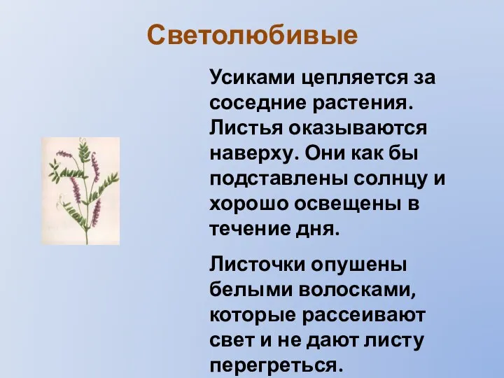 Светолюбивые Усиками цепляется за соседние растения. Листья оказываются наверху. Они