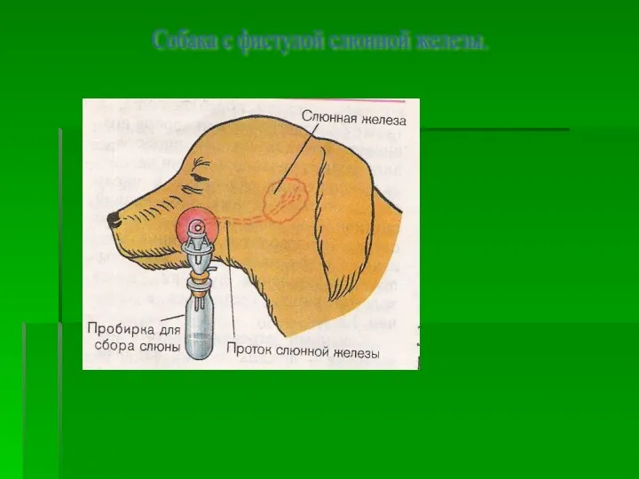 Собака с фистулой слюнной железы.