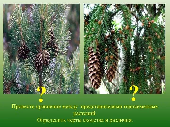 Провести сравнение между представителями голосеменных растений. Определить черты сходства и различия. ? ?