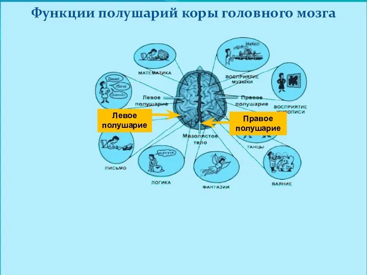 Левое полушарие Правое полушарие