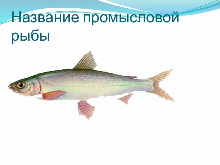 Название промысловой рыбы