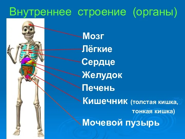 Внутреннее строение (органы) Мозг Лёгкие Сердце Желудок Печень Кишечник (толстая кишка, тонкая кишка) Мочевой пузырь