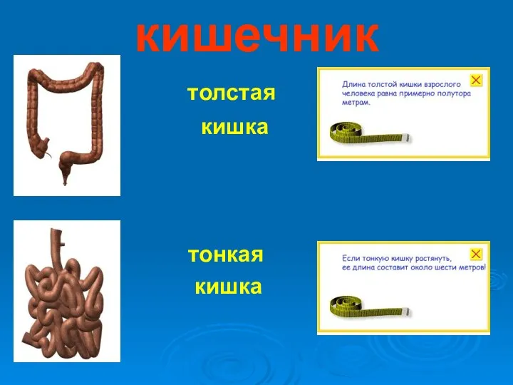 кишечник толстая кишка тонкая кишка