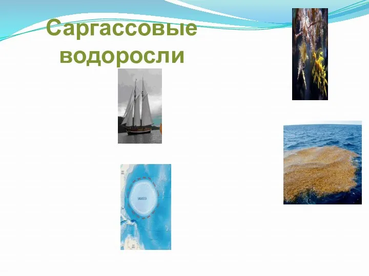 Саргассовые водоросли