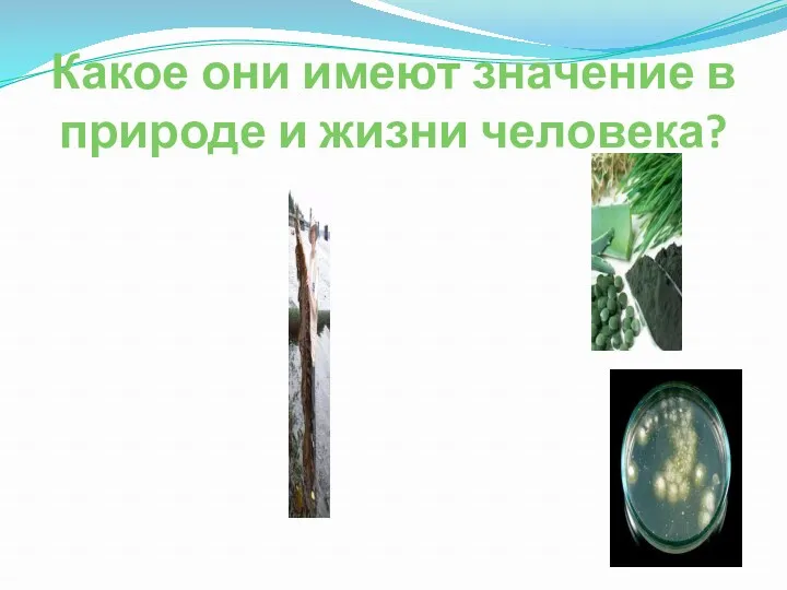 Какое они имеют значение в природе и жизни человека?