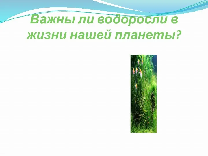 Важны ли водоросли в жизни нашей планеты?