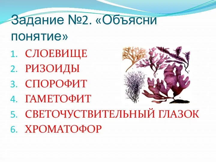 Задание №2. «Объясни понятие» СЛОЕВИЩЕ РИЗОИДЫ СПОРОФИТ ГАМЕТОФИТ СВЕТОЧУСТВИТЕЛЬНЫЙ ГЛАЗОК ХРОМАТОФОР