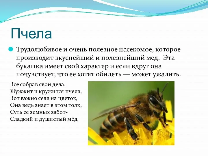 Пчела Трудолюбивое и очень полезное насекомое, которое производит вкуснейший и полезнейший мед. Эта