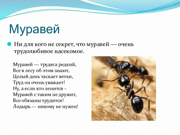 Муравей Ни для кого не секрет, что муравей — очень трудолюбивое насекомое. Муравей