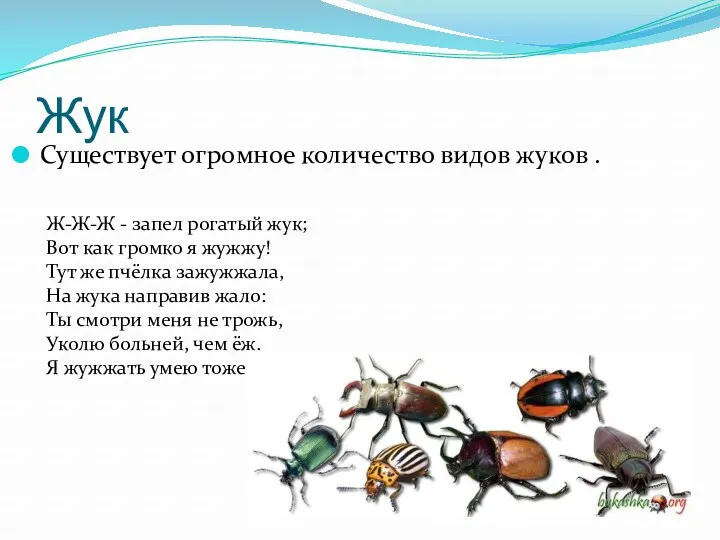 Жук Существует огромное количество видов жуков . Ж-Ж-Ж - запел рогатый жук; Вот