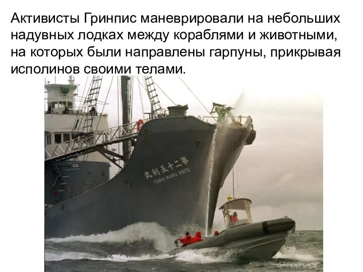 Активисты Гринпис маневрировали на небольших надувных лодках между кораблями и животными, на которых